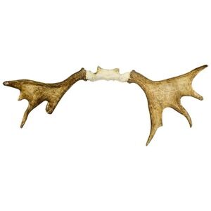 Naturally Shed Wild Moose Antler (Horn,‎ Knife, Carving, Chew, Taxidermy) Full